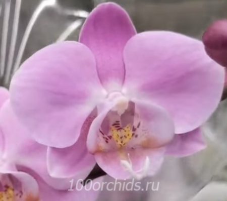 Орхидея фаленопсис Seattler