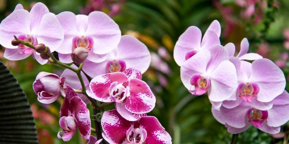 Сад орхидей в Сингапуре
