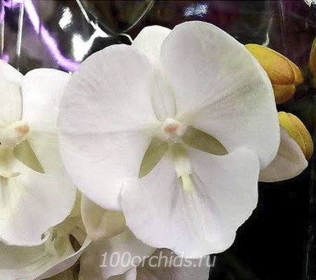 Snow Com орхидея фаленопсис биг лип