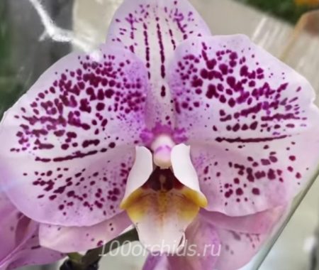 Орхидея фаленопсис Spotted World
