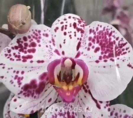 Орхидея фаленопсис Stardust