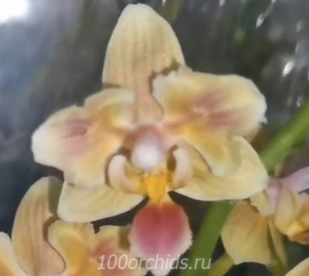 Орхидея фаленопсис Sunny Smile butterfly midi