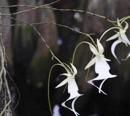 Цветение орхидеи призрак