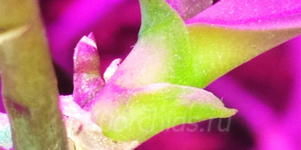 Цветонос продолжает расти у детки орхидеи