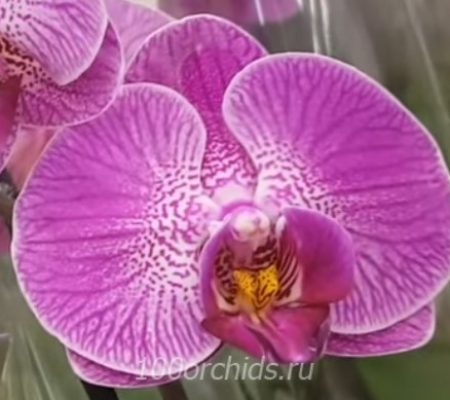 Орхидея фаленопсис Trovato