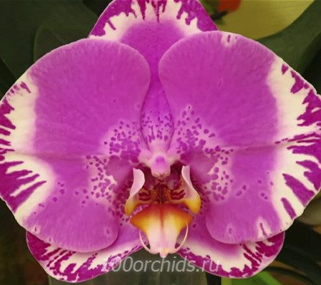 Singolo Victorio орхидея фаленопсис