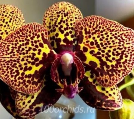 Yellow Leopard орхидея