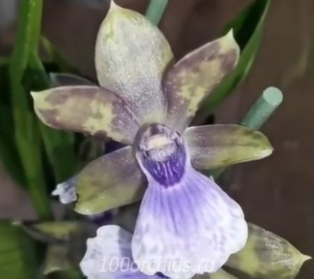 Орхидея Зигопеталум Blue Angel