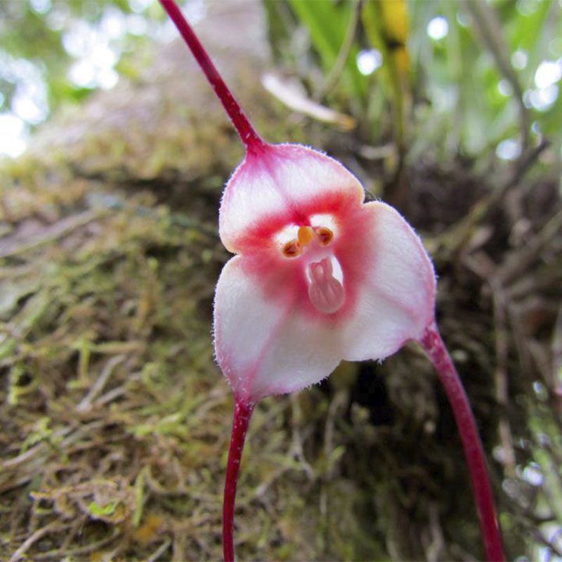 орхидея обезьянка