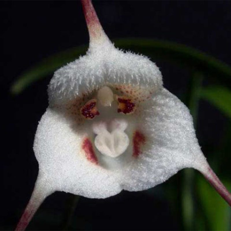орхидея обезьяна