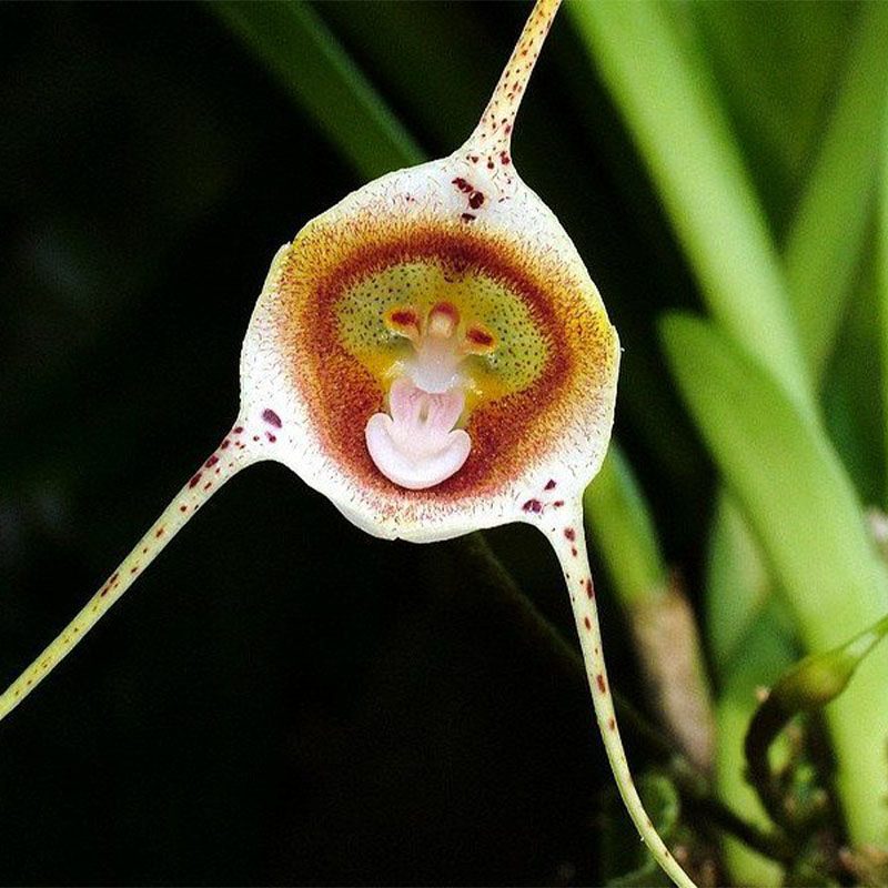 орхидея обезьянка