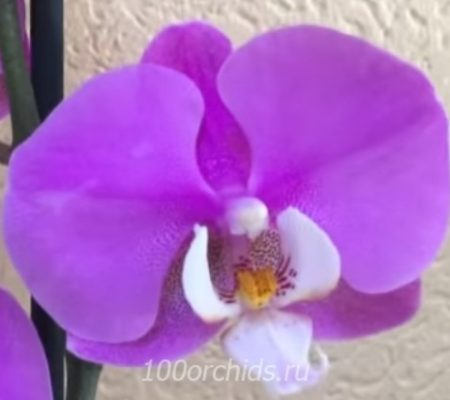 Орхидея фаленопсис Luxor