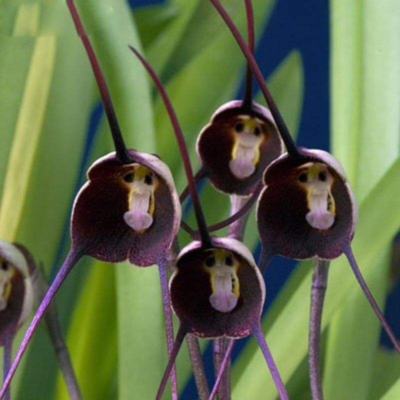 Орхидея Дракула - необычный представитель семейства орхидных