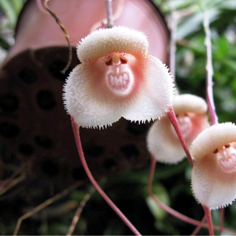 Орхидея обезьяна