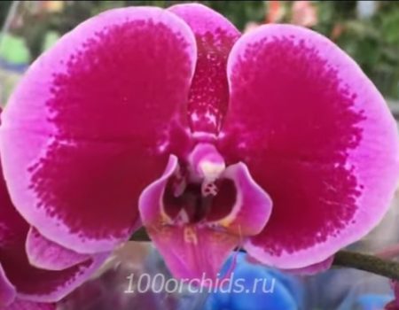 Орхидея фаленопсис лилово-розовая