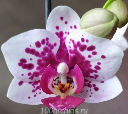 орхидея фаленопсис Innocent