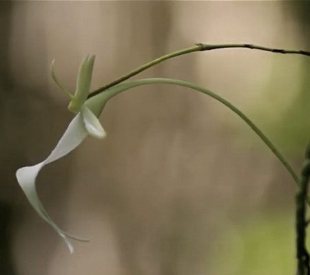 орхидея призрак1