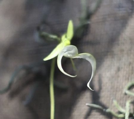 орхидея призрак5