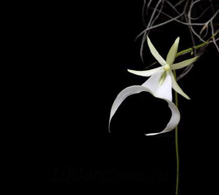 орхидея призрак8