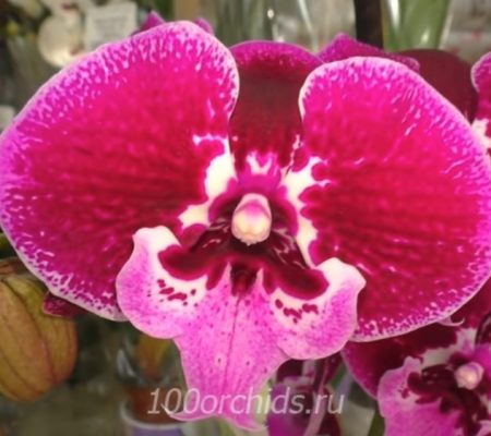 Miki Danser орхидея фаленопсис