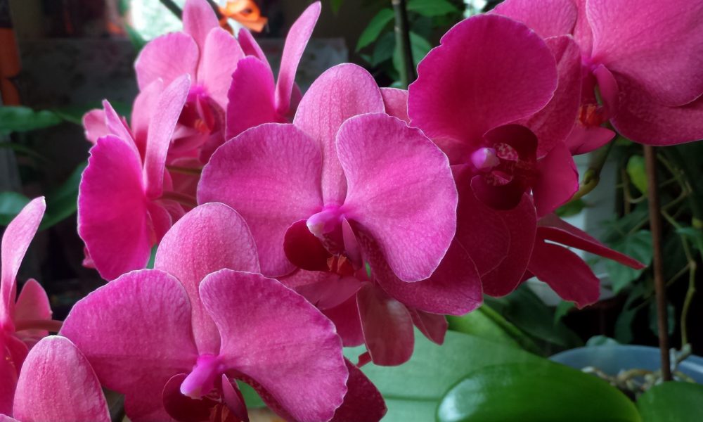 Цветение орхидеи фаленопсис1